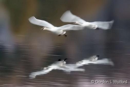 Two Swans a-Flying_34159.jpg - Trumpeter Swan (Cygnus buccinator) photographed along the Rideau Canal Waterway near Smiths Falls, Ontario, Canada.